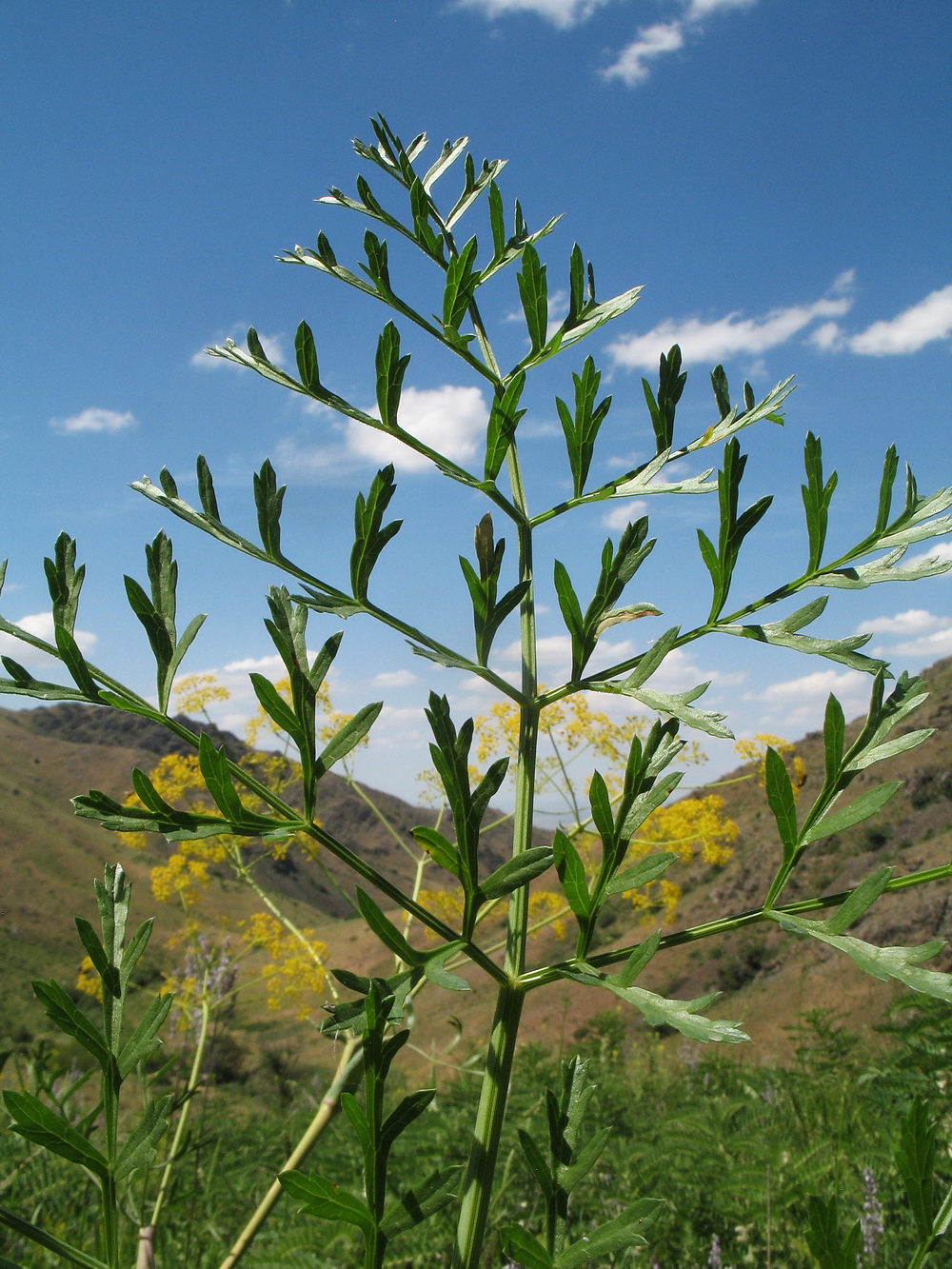 Image of Ferula akitschkensis specimen.