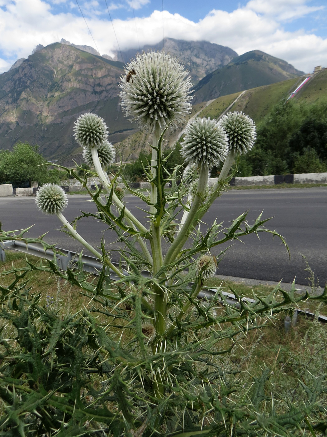 Image of genus Echinops specimen.