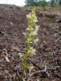 Platanthera chlorantha. Соцветие. Крым, городской округ Алушта, окр. Ангарского перевала, просека под ЛЭП. 27.05.2024.