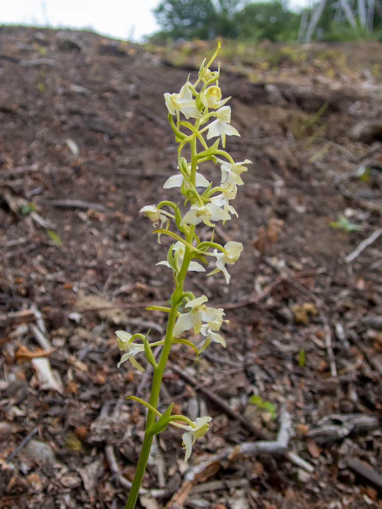 Image of Platanthera chlorantha specimen.