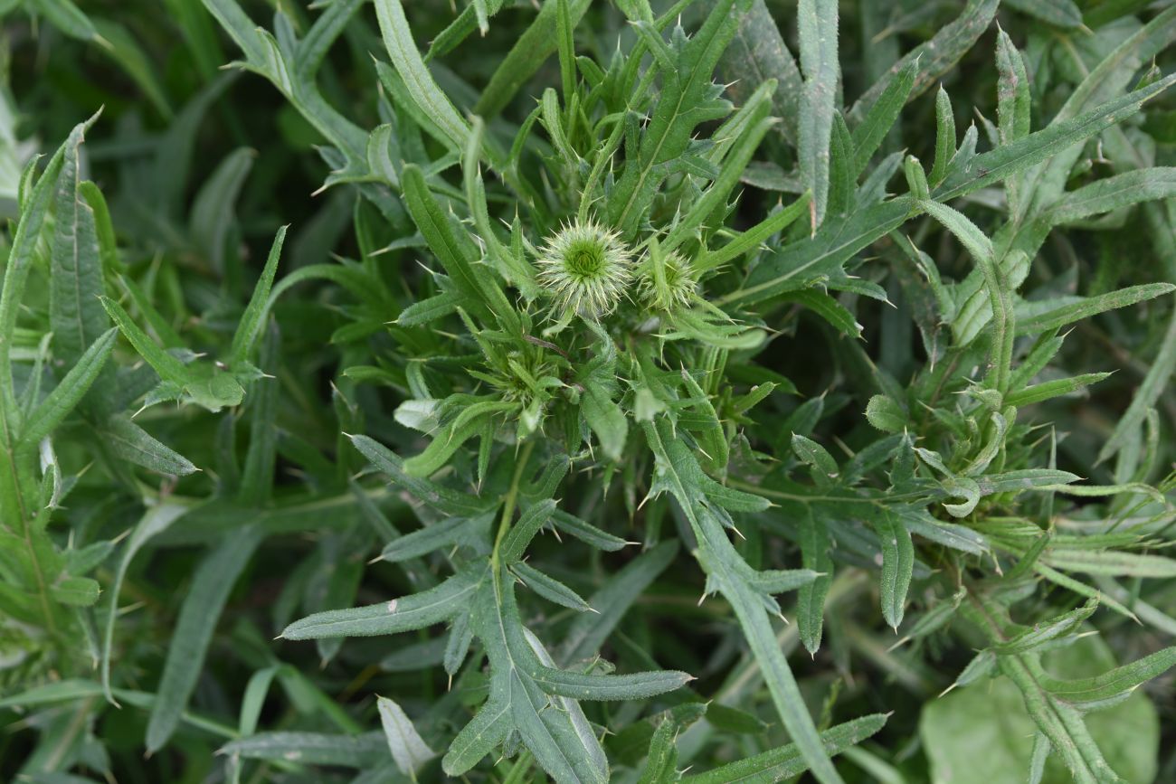 Image of genus Cirsium specimen.