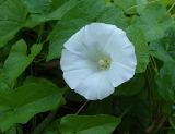 Calystegia sepium