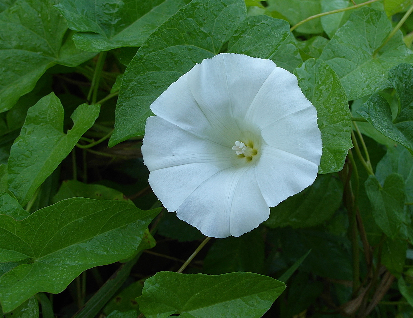 Изображение особи Calystegia sepium.