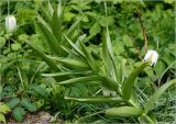 Fritillaria imperialis. Верхушки вегетирующих растений (белые цветки - Fritillaria meleagris). Московская обл., Раменский р-н, окр. дер. Хрипань, садовый участок. 08.05.2024.