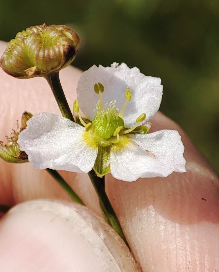 Image of Alisma plantago-aquatica specimen.