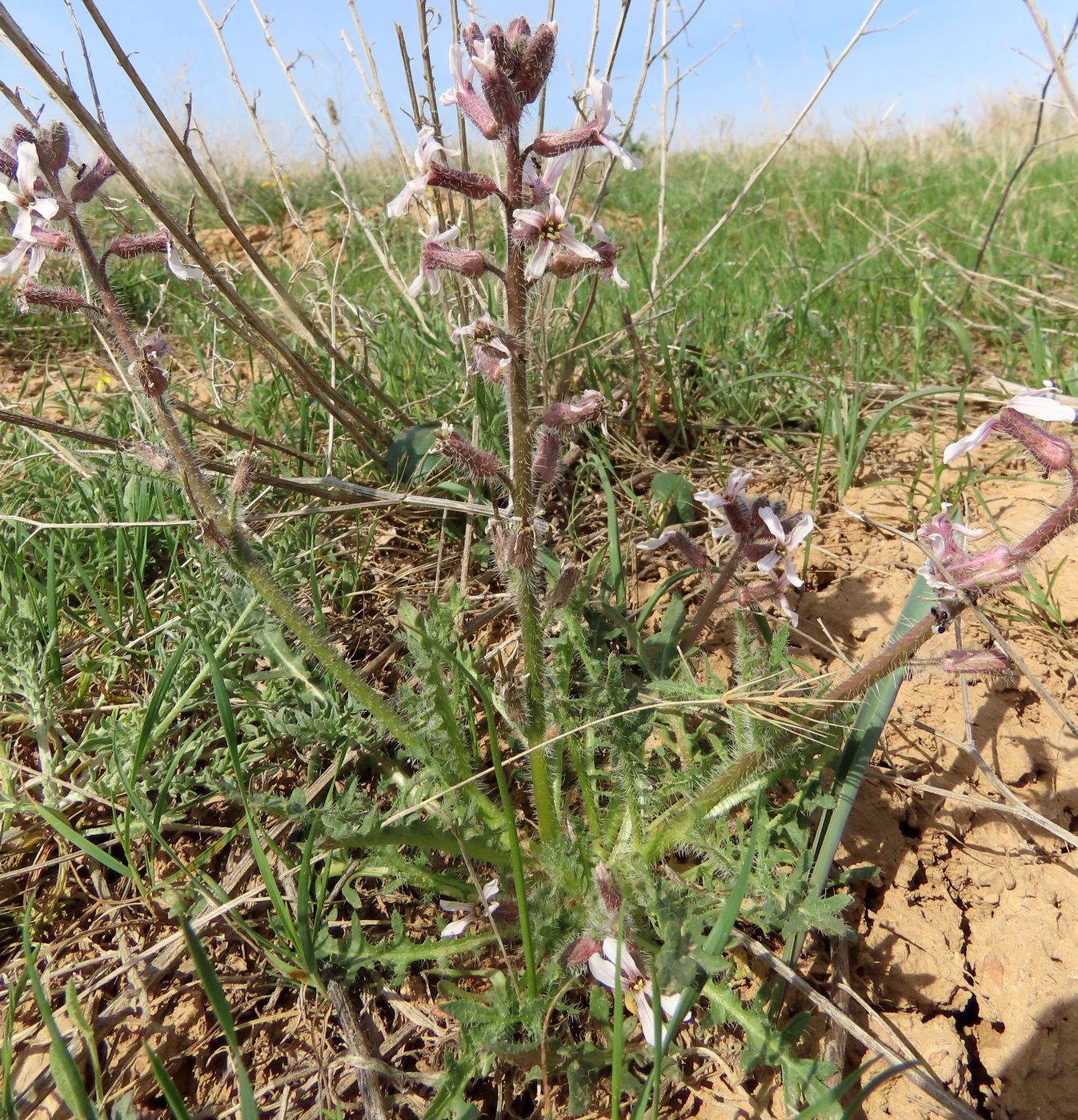 Изображение особи Parrya vvedenskyi.