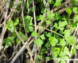 Oenanthe aquatica