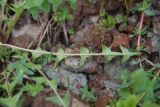 View full-size image genus Taraxacum