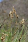 View full-size image Carex praecox