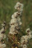 View full-size image Solidago virgaurea