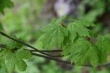View full-size image Acer trautvetteri