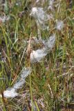 View full-size image genus Eriophorum