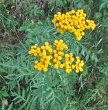 Tanacetum vulgare