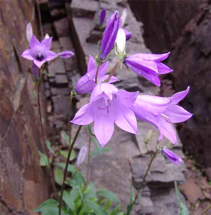 Image of Campanula hohenackeri specimen.