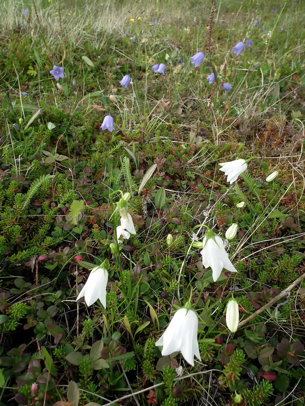 Image of Campanula rotundifolia specimen.