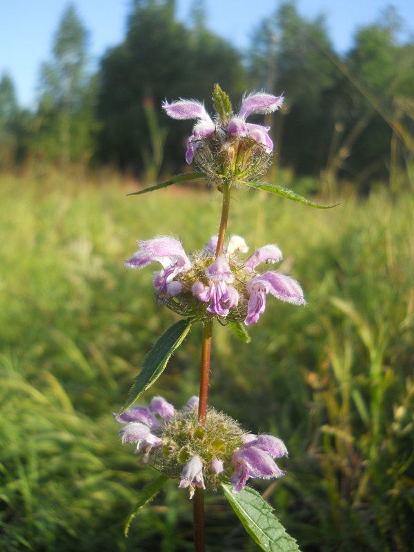 Image of Phlomoides tuberosa specimen.