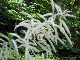 Aruncus sylvestris