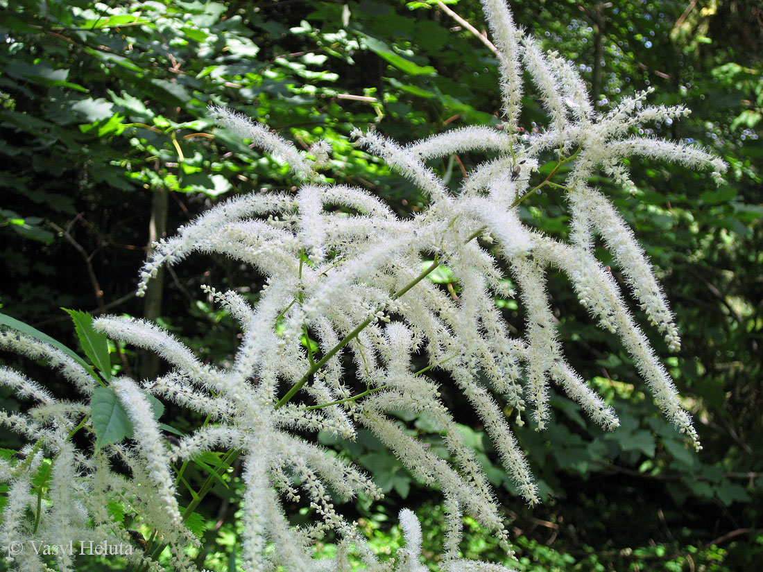 Image of Aruncus sylvestris specimen.