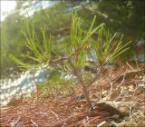 Pinus pityusa. Молодое растение. Черноморское побережье Кавказа, Геленджик, п. Джанхот, Джанхотский бор сосны пицундской. 24 октября 2010 г.