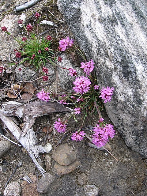 Image of Viscaria alpina specimen.