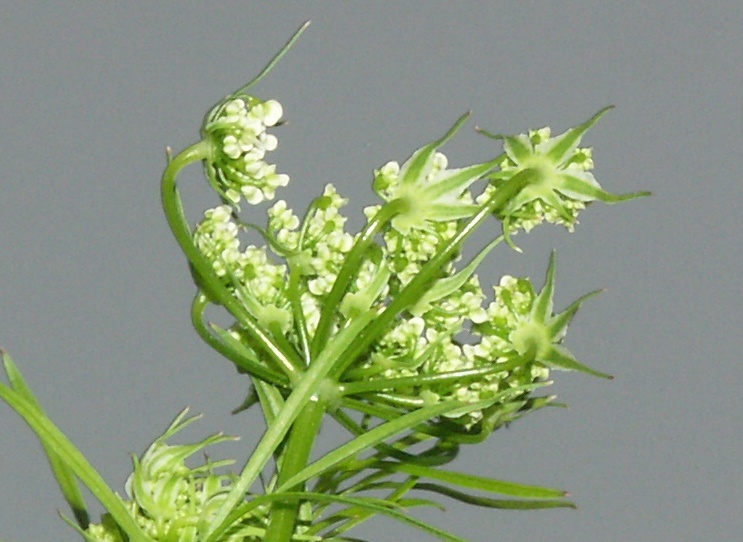 Изображение особи Chaerophyllum bulbosum.