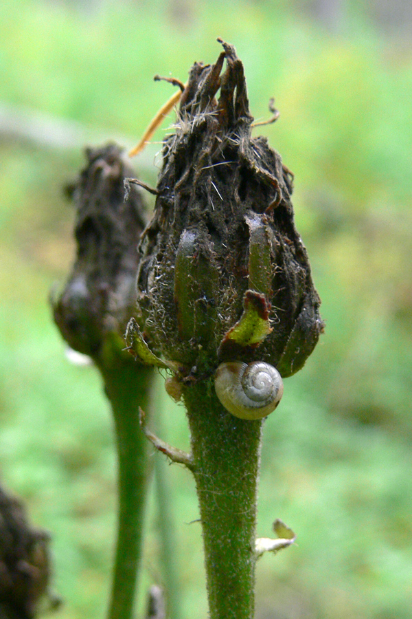 Image of Crepis sibirica specimen.