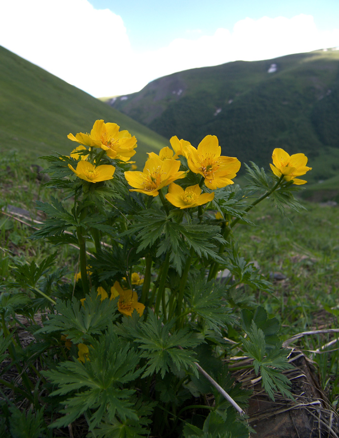 Изображение особи Trollius ranunculinus.