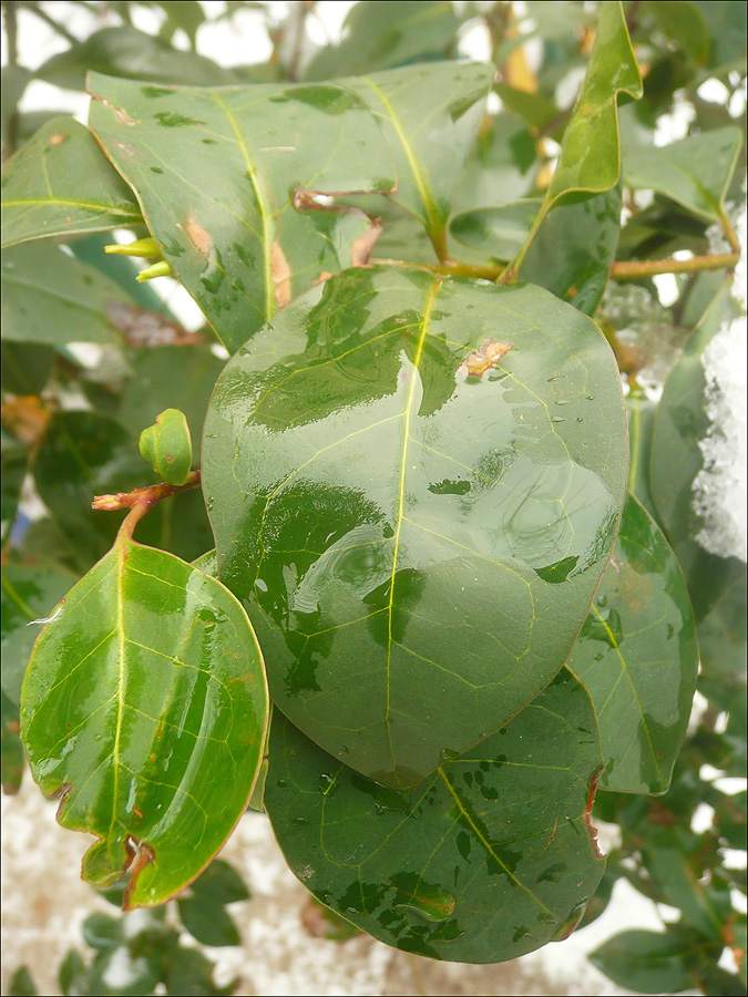 Image of Ligustrum lucidum specimen.