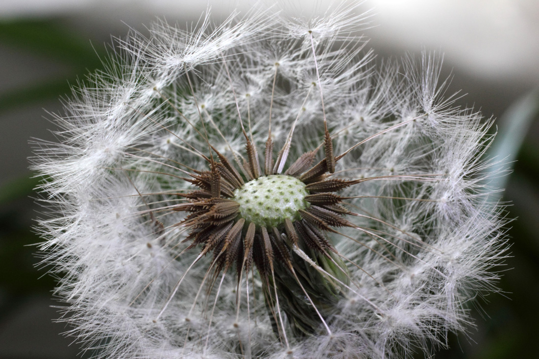 Изображение особи Taraxacum juzepczukii.