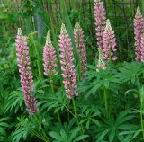 Lupinus × regalis