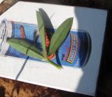 Trifolium dichroanthum. Лист. Израиль, Шарон, г. Герцлия, травостой на песчаной почве. 03.04.2012.