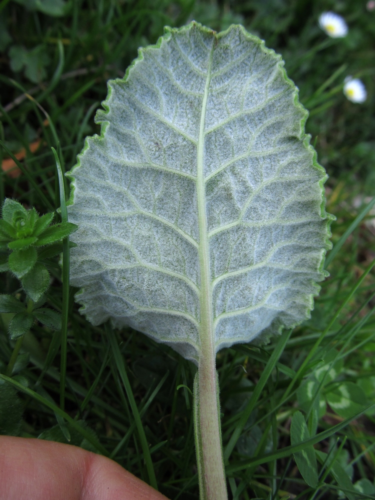 Изображение особи Primula veris ssp. columnae.