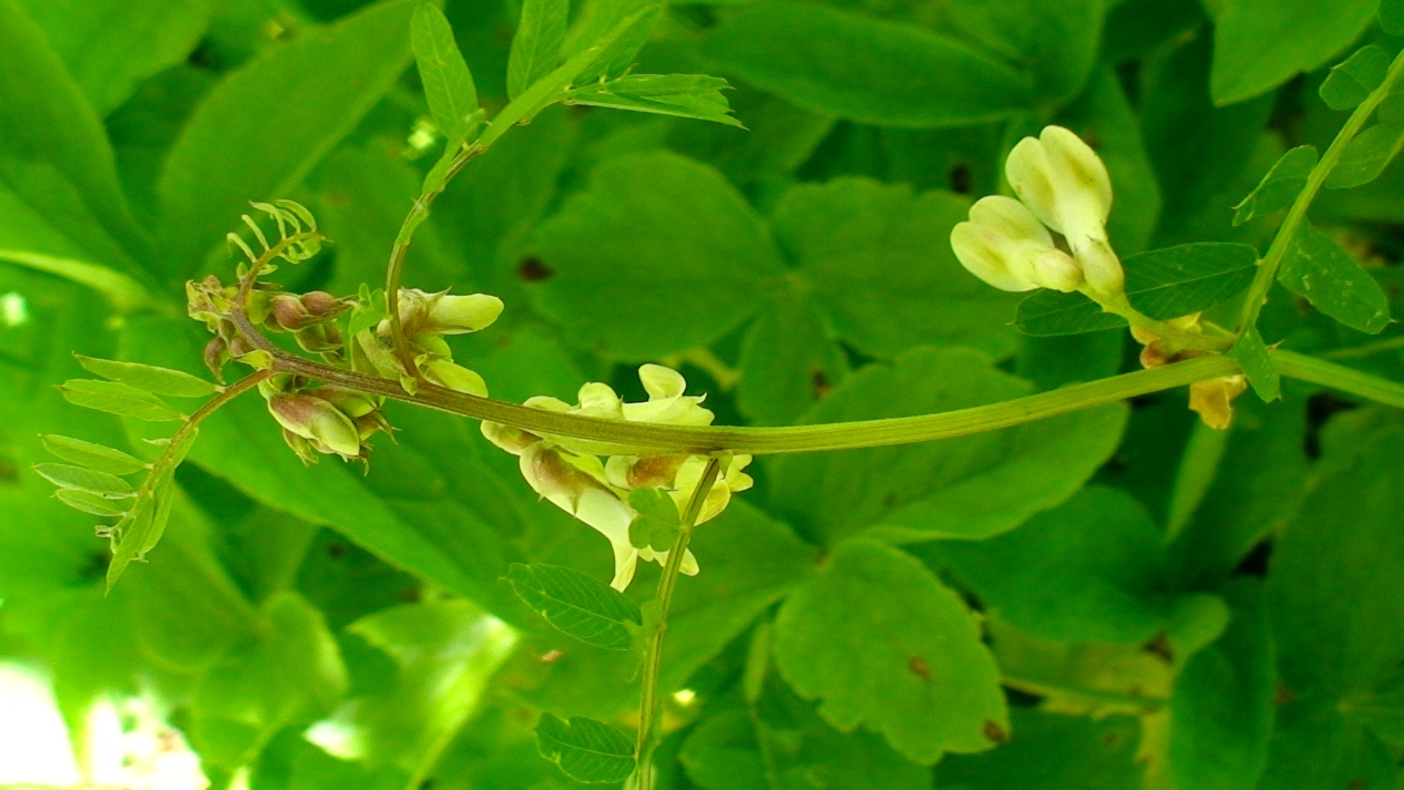 Image of Vicia abbreviata specimen.