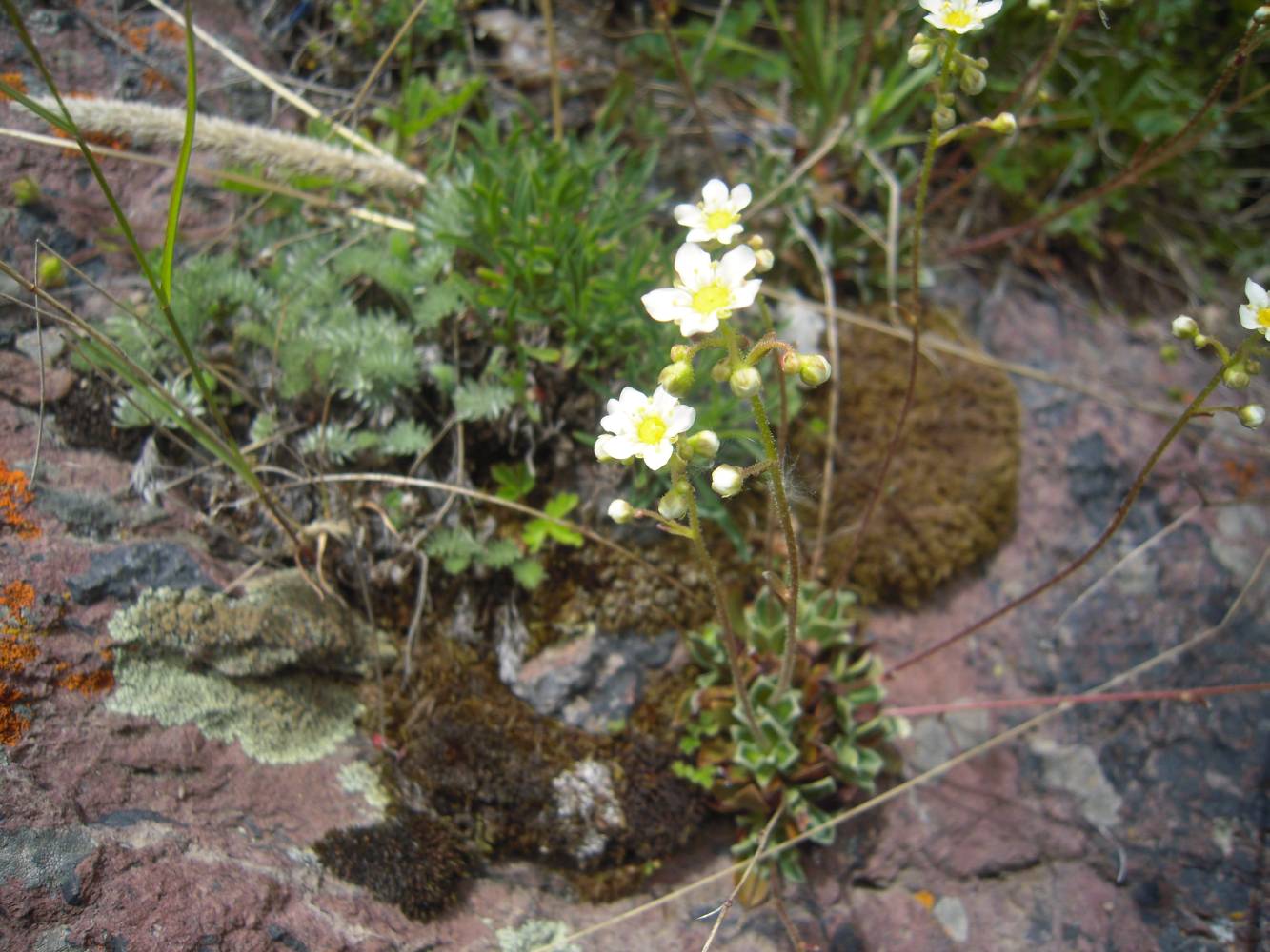 Изображение особи Saxifraga cartilaginea.