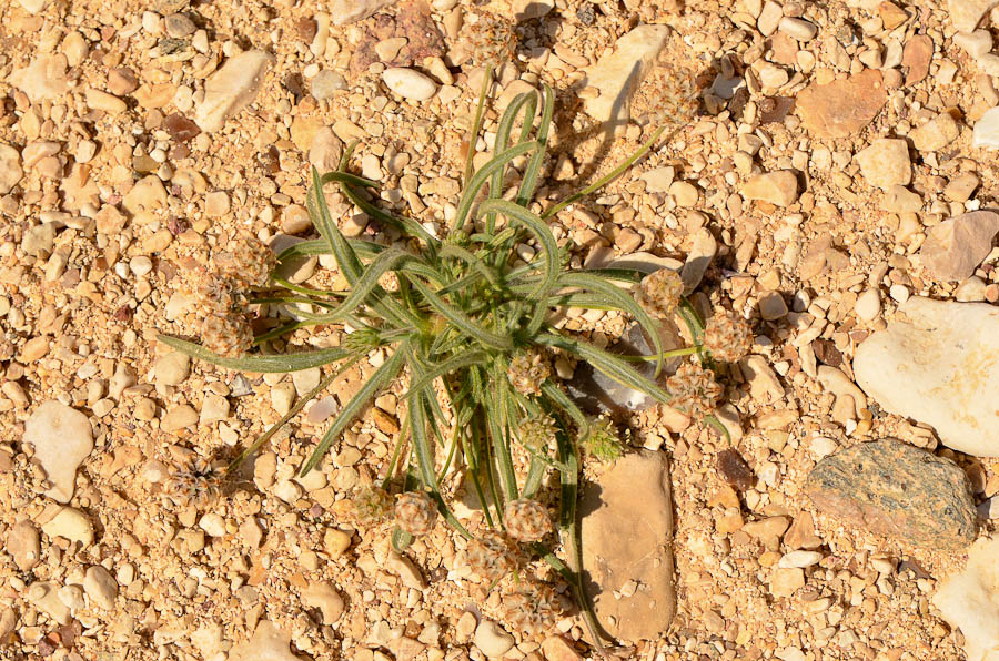 Image of Plantago ovata specimen.