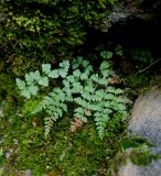 Woodsia heterophylla