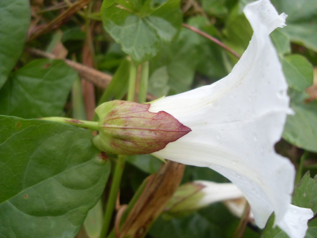 Изображение особи Calystegia sepium.