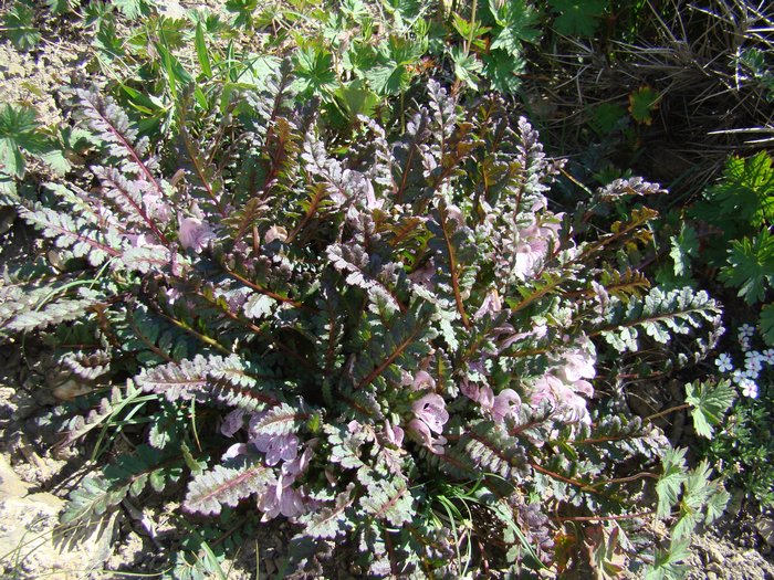 Image of Pedicularis waldheimii specimen.