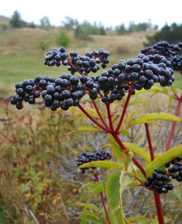 Image of Sambucus ebulus specimen.