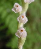 Goodyera repens. Часть соцветия. Хабаровский край, Ванинский р-н, верховье р. Хуту, зеленомошный ельник. 20.07.2012.