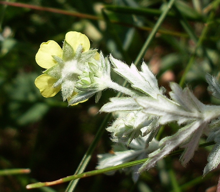 Изображение особи Potentilla impolita.