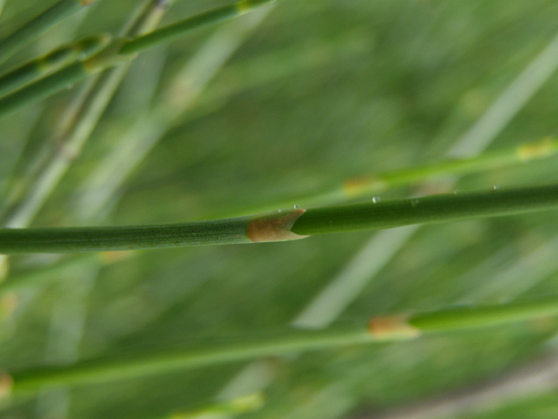 Image of Ephedra equisetina specimen.