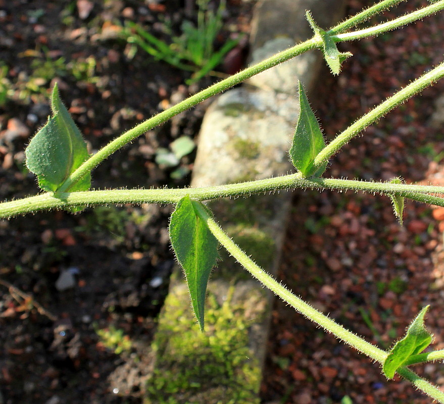 Image of genus Picris specimen.