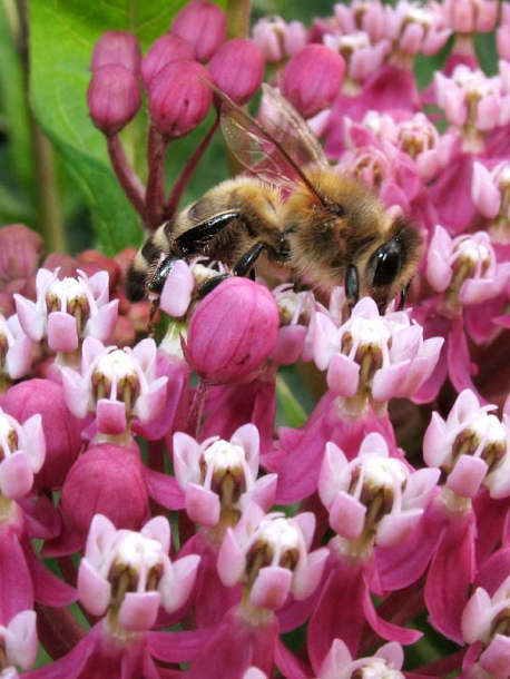 Изображение особи Asclepias incarnata.