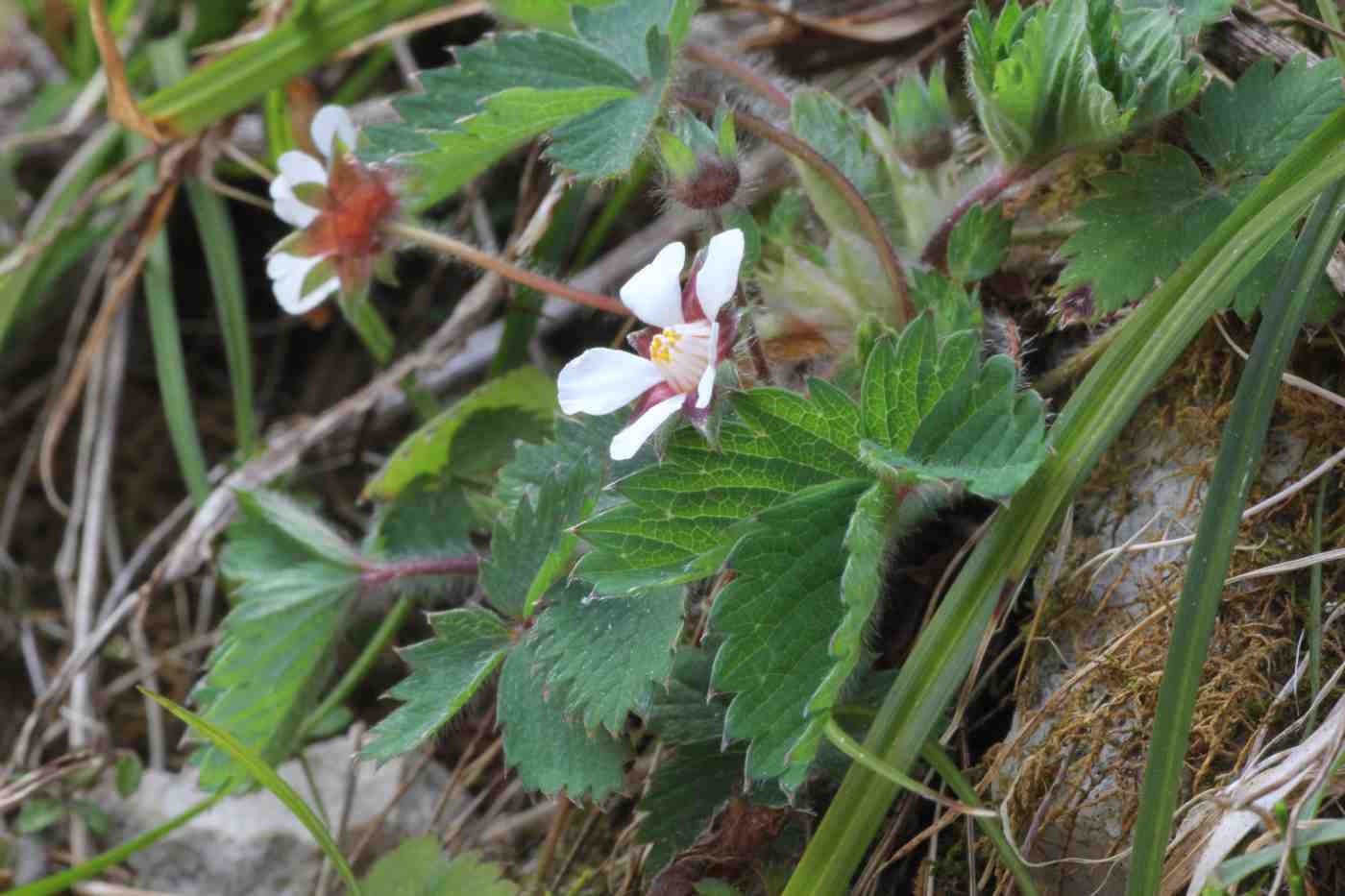 Изображение особи Potentilla micrantha.