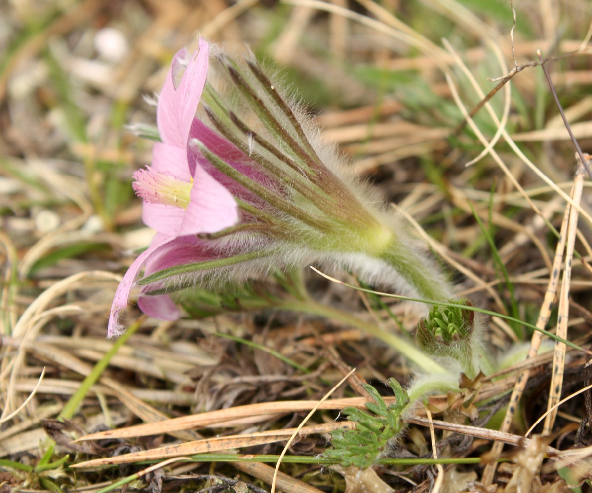 Image of Pulsatilla vulgaris specimen.