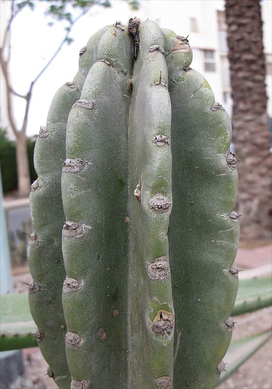 Image of Cereus peruvianus specimen.