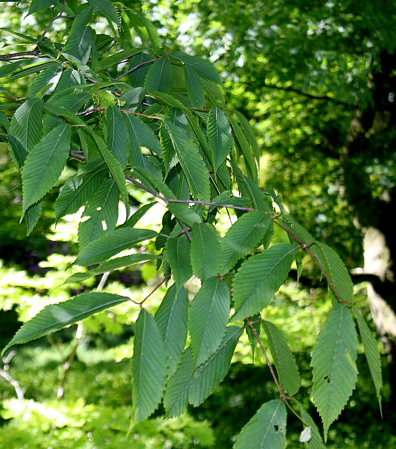 Image of Acer carpinifolium specimen.