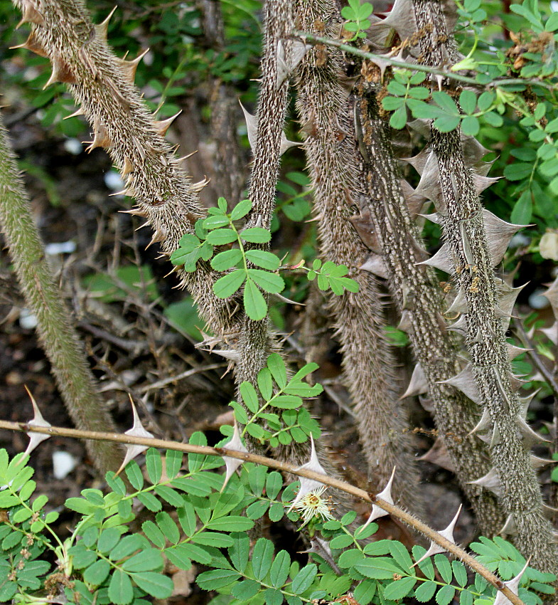 Image of Rosa omeiensis f. pteracantha specimen.