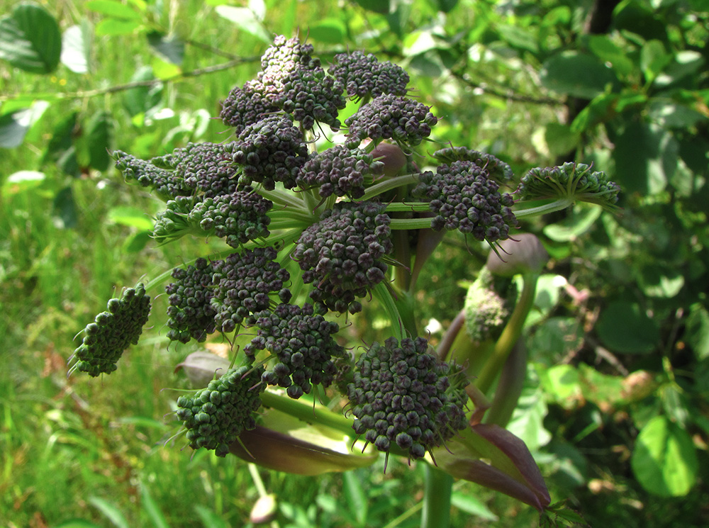 Image of Angelica sylvestris specimen.